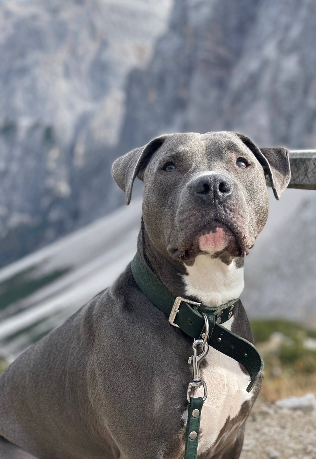 Urlaub mit Hund in Gerlos