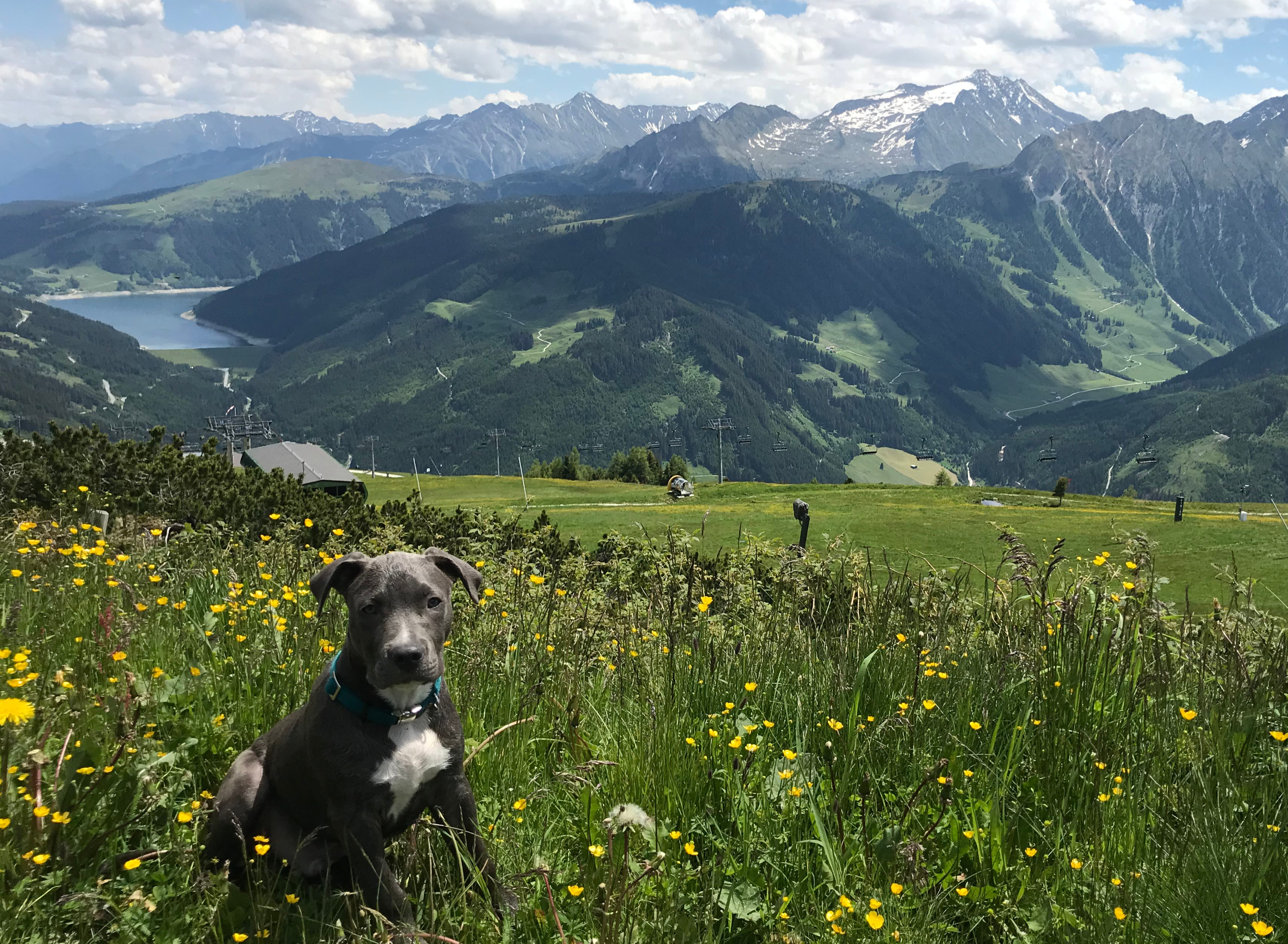 🐄 Weidetiere & Hunde – sicher unterwegs